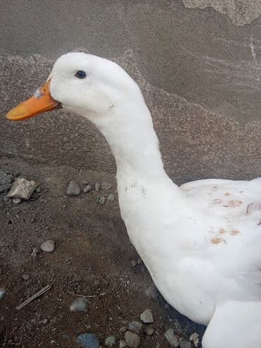 bakida cins ineklerin satisi: Самец, | Kuban, Для разведения, Самовывоз — 4