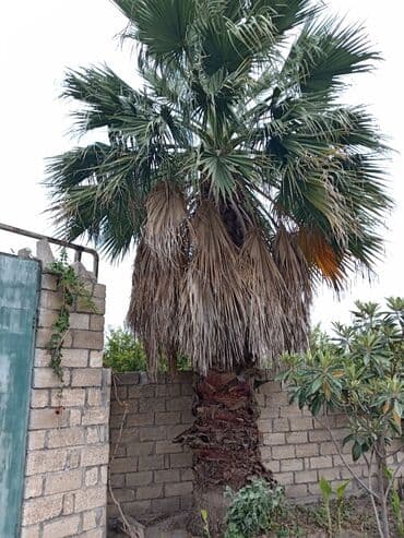 i̇sti pol: Mexikan fan xurması (Washingtonia robusta) – həyət və bağlar üçün iri — 2
