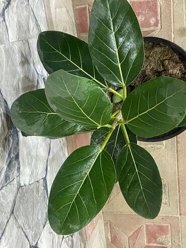 Bitki dərmanları: Fikus 5 növ. Aralarında gül açan növüdə var. Almaq istəyənə endirimli — 6