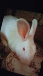 dovsanlar: Dovsanlar satilir — 12