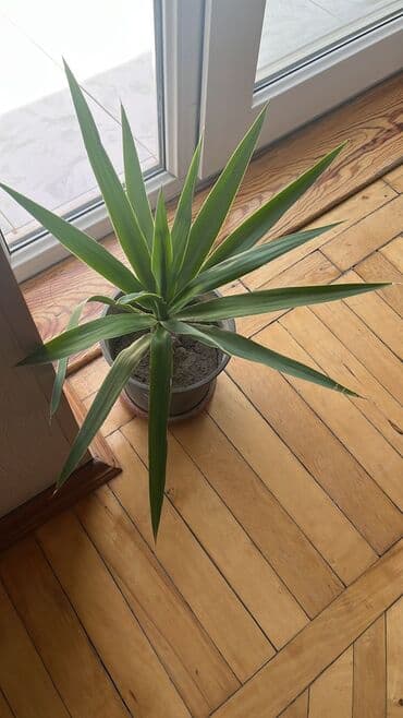 Декоративная пальма ЮККА, быстро растет