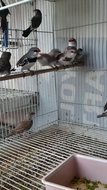 xarı bülbül döş nişanı: Amadin brilyant.cutu 350 man — 3