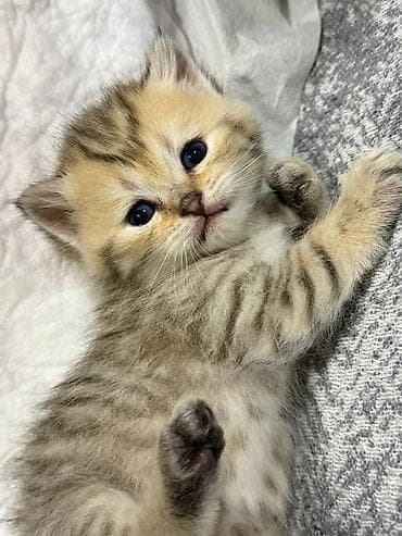 ucuz pişik: Şinşilla — 2