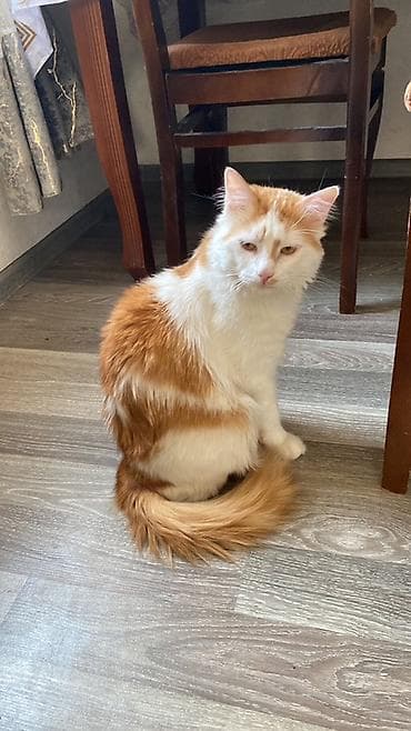angora pişik: Türk anqora, Erkək, Yaxşı əllərə, Ödənişli çatdırılma — 2