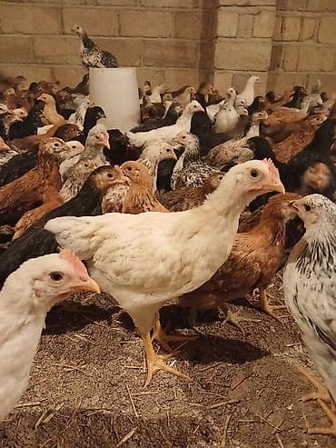 serebrist cuce satisi: Yerli Kend Cüceleri Tam Sağlam Qiymetinde Endirim Olacax — 4