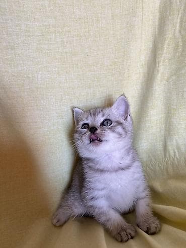 самка: Британская, Самка, Самовывоз — 6