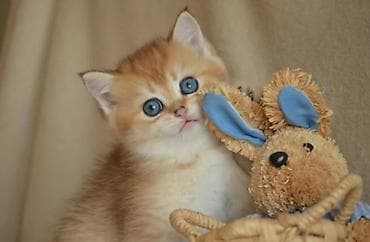 Heyvanlar üçün mallar: Qızıl şinşilla, Erkək, Dişi, Ünvandan götürmə — 1