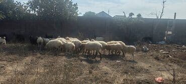 рынок животных в баку: Kom satılır — 4