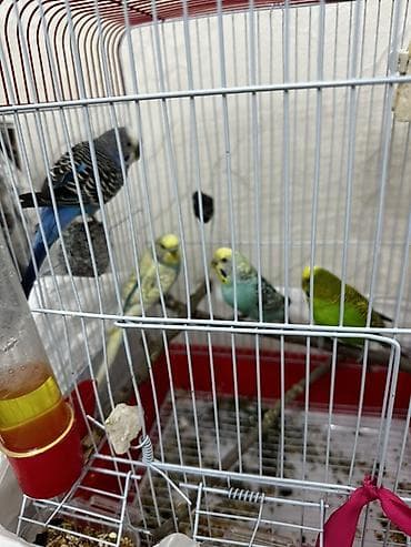 ucuz itlər: 3 cütdür 3 cütdə yuvaya girib çıxır evdən köçürəm deyə satıram çox — 4