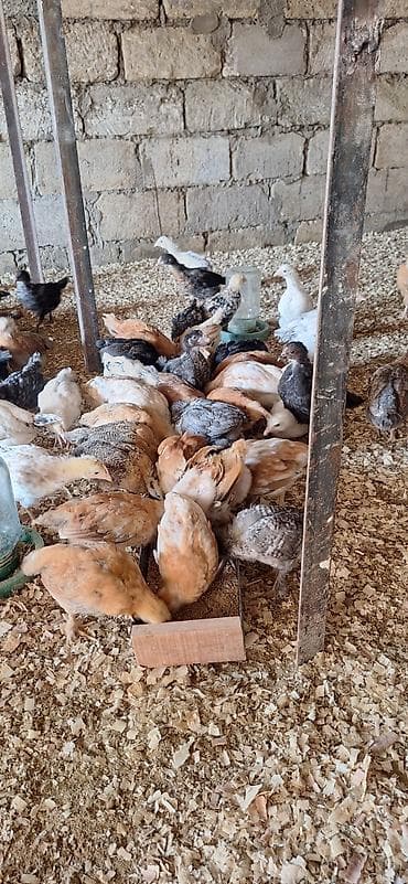 cücə alıram: Toyuq cücələri, Damazlıq — 7