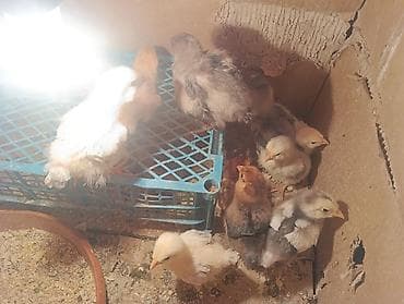 heyvanlar ucun bit dermani: Toyuq cücələri, Damazlıq, Ödənişli çatdırılma — 5