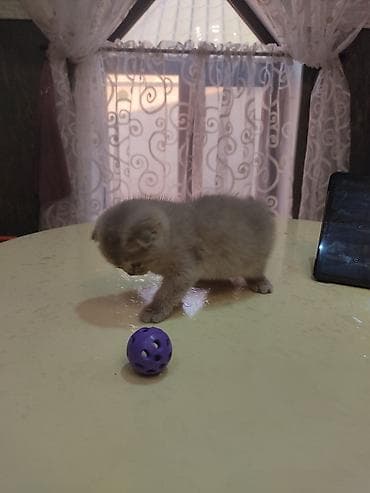 anqora pişik: Britan yastı qulaq — 5