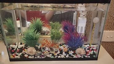 Dördbucaq akvarium, Balıqlarla birlikdə, 20 l