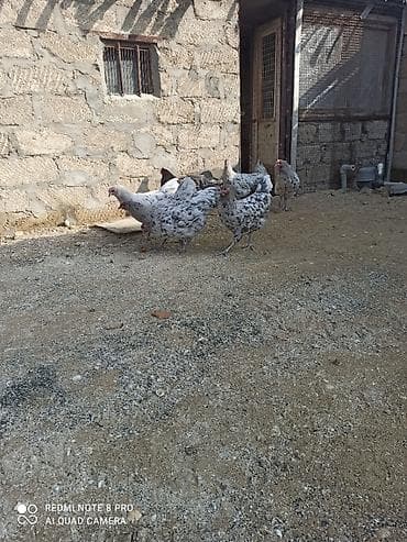 xoruz gence: Xoruz, il: 1, Ödənişli çatdırılma — 2