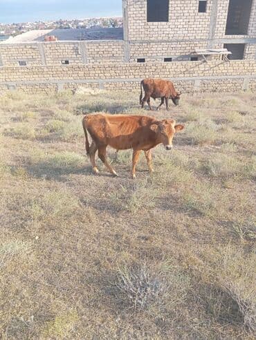 cins inekler: Erkek dana basqalarida var — 1