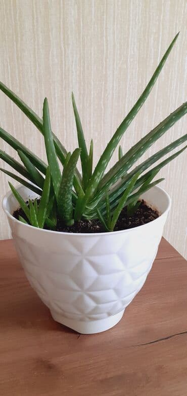 Çöl bitkiləri: Xaricden getirilib, mualicevidir Aloe vera – dekorativ və faydalı — 1