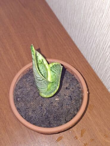 Bitkilər: Sansevieriya "Laurentii" Kök atmış sansevieriya (qaynana dili) — 4