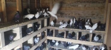 quş yuvası: Məhsul: Ev göyərçinləri toplusu Təsvir: - Şəkillərdə müxtəlif rəng və — 4