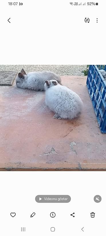 Гуси: Angora tipli dekorativ dovşan balaları
satılır. 10. m — 7