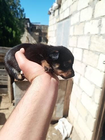 xacmaz heyvan bazari: Zvanok it balaları — 3