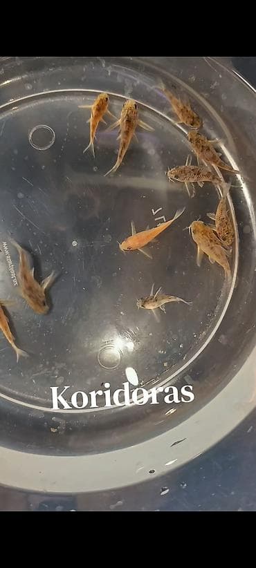 pisik ucun bit dermani: Koridoras 
4 sm. 5 sm. 3 azn 
WhatsApp Yazın! — 3