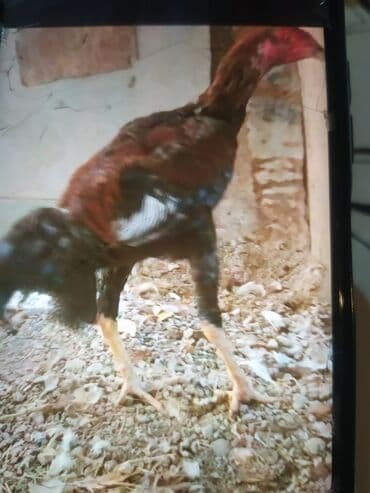 xoruz sekli: Məhsul: Uzunboyun, incə bədən quruluşlu kənd xoruzu Təsvir: - Rəng — 2