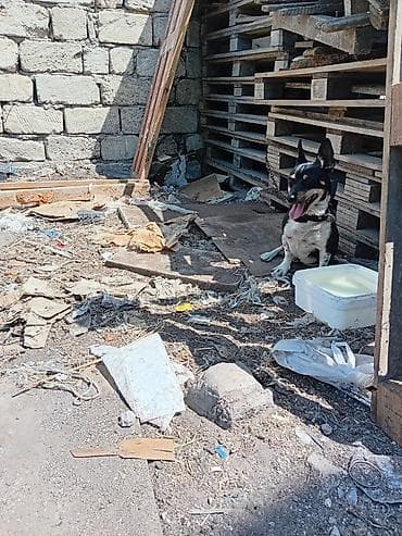 itlerin satisi ucuz: 1 il, Erkək, Ödənişli çatdırılma — 7