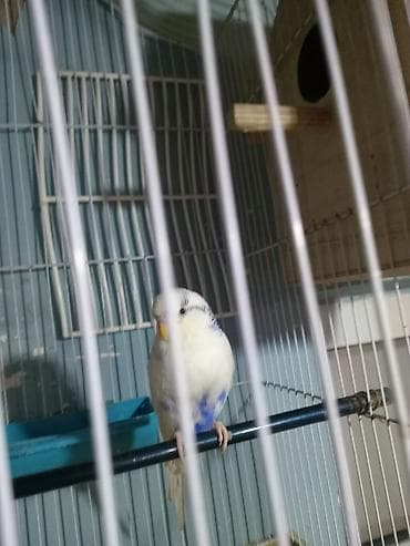 Pişiklər: Valnıstı dişi ərkeyi olmadığına görə satılır tam sağlam cütə hazır — 4