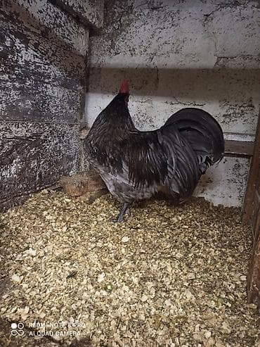 sumatra xoruz: Xoruz, il: 1, Ödənişli çatdırılma — 1