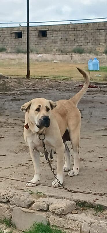 Qurdbasar, 3 il, Dişi, Peyvəndli, Ödənişli çatdırılma