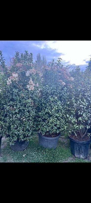 Dekorativni ağac Bir ededi 100 azn Hundurlukleri 1,70/ 2/ 1,50