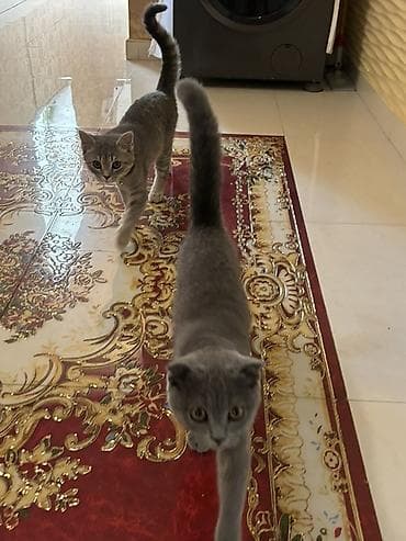 şotlan pişik: Şotland yastı qulaq — 10