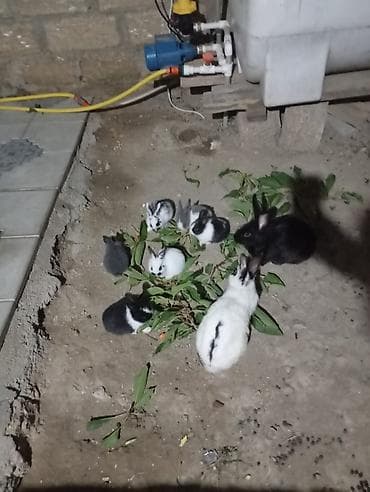 dovşan evi: Məhsul: Ev dovşanları (balalar və ana dovşan) Təsvir: - Rənglər: ağ — 2