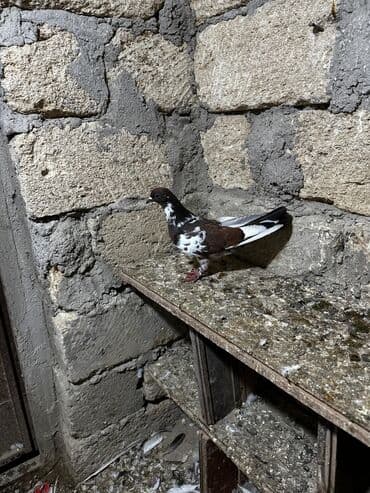 göyercin yuvası: Salam 18.19 quwdi hamsi tam sağlamdi oz quwdarimdi isimle elaqeder — 16