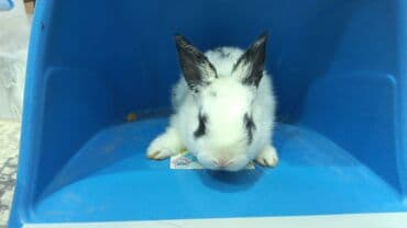 karlik dovşanlar: Uzun tüklü dekorativ dovşan - Cins: ehtimalən Angora/mix dekorativ — 1