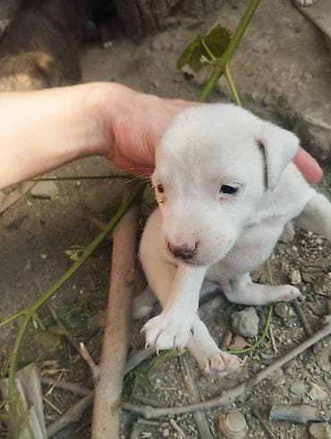 doberman satışı: Zvonok — 7