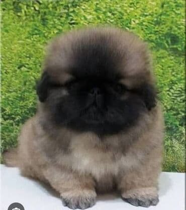 avcarka balası: Pekines — 1