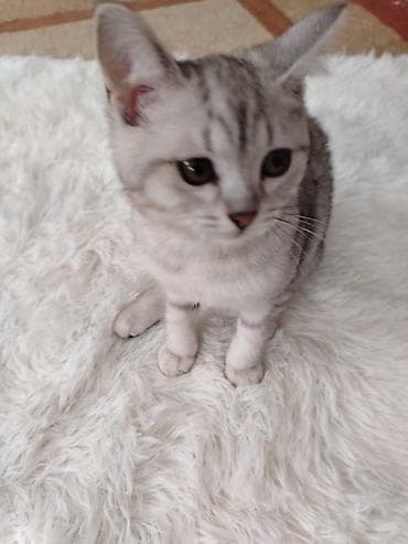 pişim: Şirin pişik balaları - Növ: Ev pişiyi (shorthair) - Rənglər: krem-ağ — 5