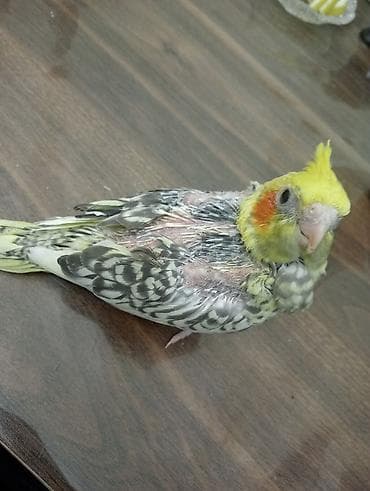 ov tiri satilir: 25gunluk korella balasi oz qusumun balasidi biri qalib vitaminli — 2