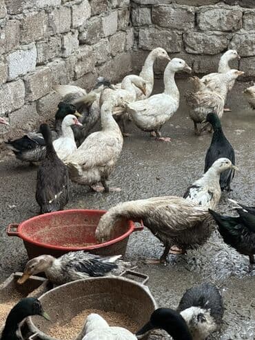 Gəmiricilər: Satılır: ordek qaz 11 pekin -12 m 13 qaz -30 m 17 lal -18 m 6 — 3