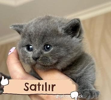 meymun qiyməti: Britan — 1