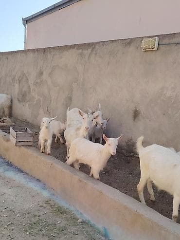 İtlər: Ağ rəngli keçilər və bala keçilər (oğlaqlar) - Cins: yerli süd — 4