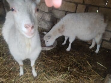 tap az pisikler: Dişi, il: 2, Damazlıq, Ünvandan götürmə — 4