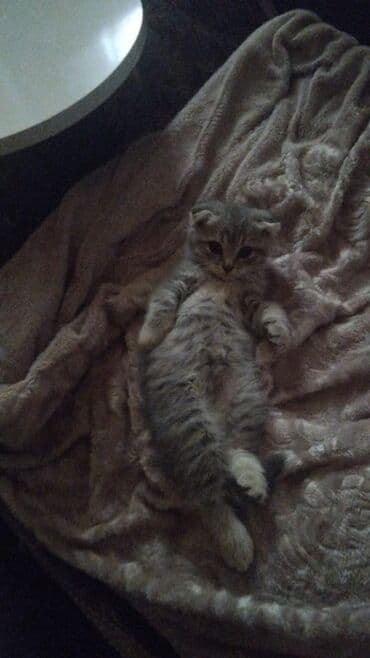 golden pişik: Britan, Erkək, Yaxşı əllərə — 4