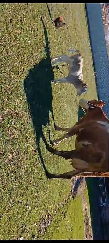 südlü inəklər: Dişi, Simental, il: 4, 550 kq, Südlük, Ödənişli çatdırılma — 3