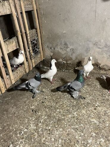 Gəmiricilər: Rasiya sortu iri lelkliler yerden qalxib ayaq vurnlardandi — 3