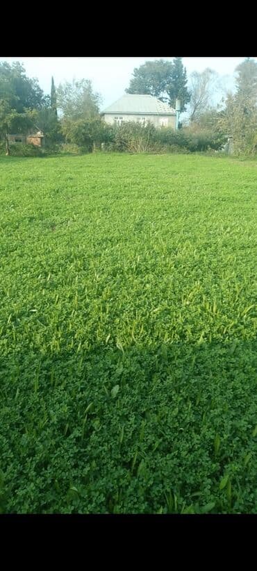 zigda kiraye evler 2024: 6 sot, Tikinti, Mülkiyyətçi, Kupça (Çıxarış) — 3