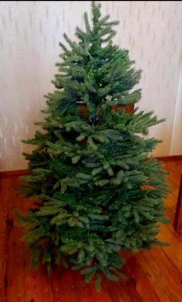 AF,moldan 173azn ə,alınıb. Hün,160 Eni,120 İri,həcimli. 2024