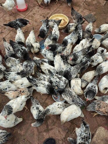 Inəklər, öküzlər: Toyuq, Adler, Ətlik — 10