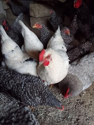 balaken heyvan satisi: Salam. 6 dənə 5 aylıq xarkov fərəsi satılır 120 manata. 15.20. günə — 4